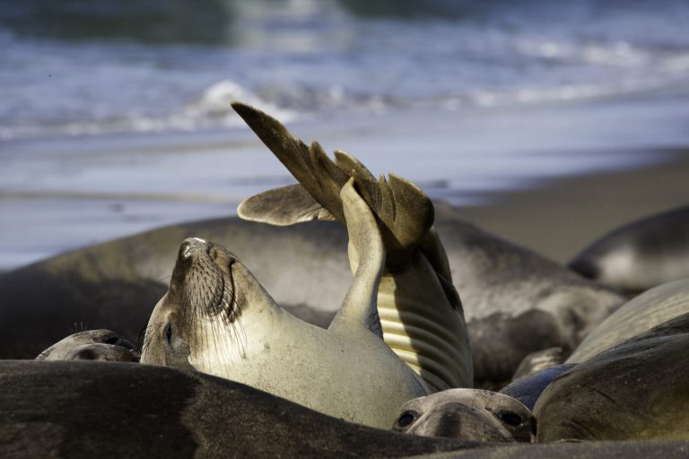 Piedras Blancas Elephant Seal Rookery