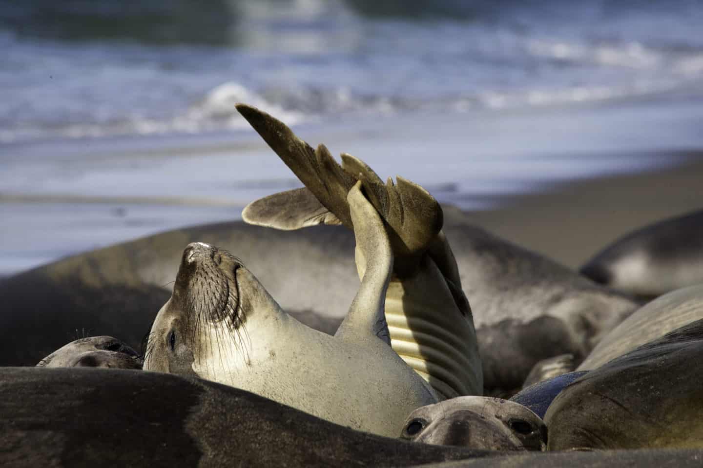 Piedras Blancas Elephant Seal Rookery