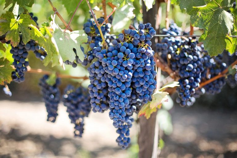 Central Coast Wine Tasting Grapes on the Vine