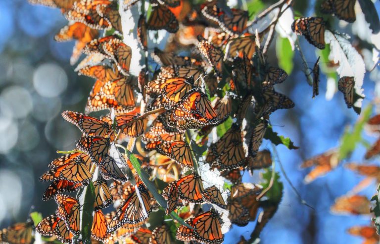 Monarch Butterfly Cluster