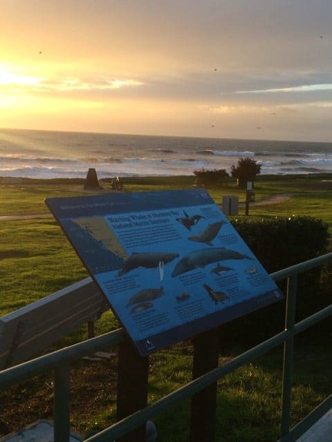 Marine Animal Sign