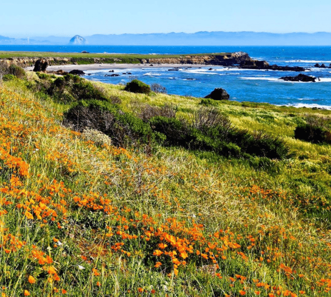 Estero Bluffs with Morro Rock in Backdrop