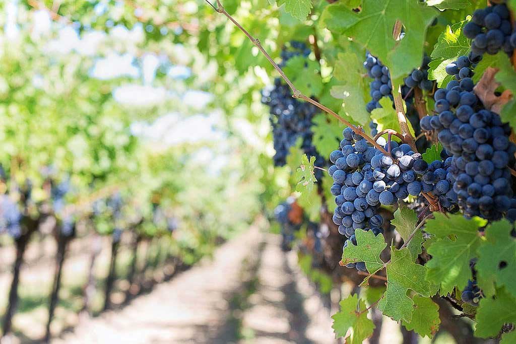 Edna Valley Wineries