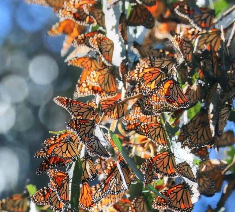 The Monarch Butterfly Grove at Pismo State Beach The Monarch Butterfly Grove at Pismo State Beach
