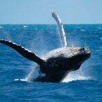 Breaching Whale on Highway 1
