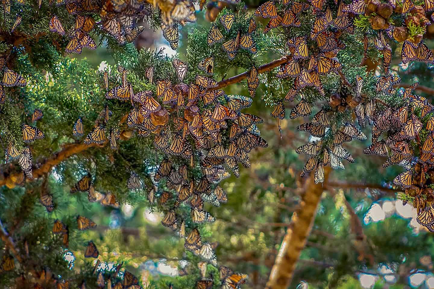 Monarch Butterflies
