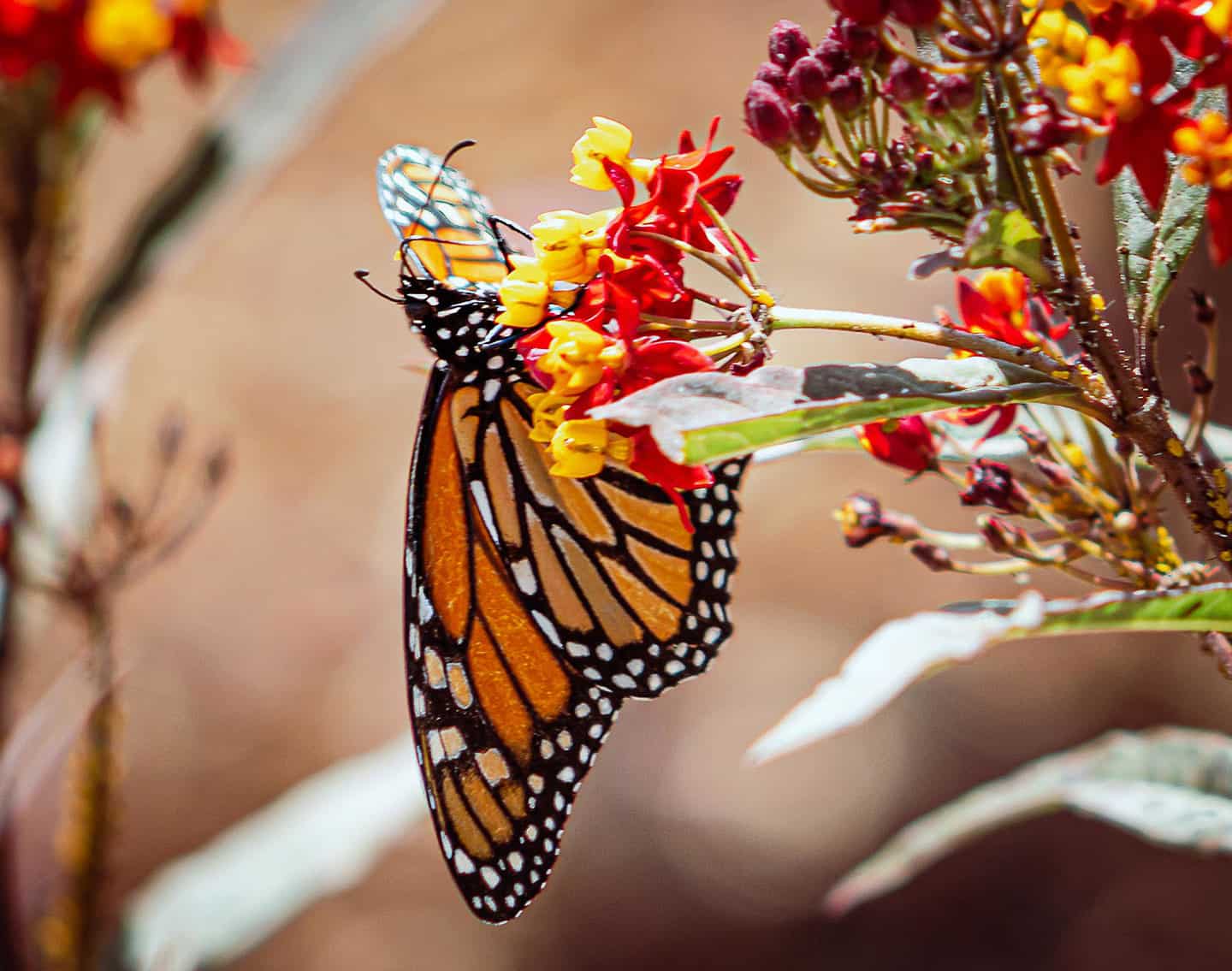 Monarch Butterfly on flower