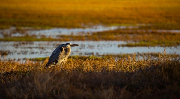 Links to Preserves, Estuaries and Sanctuaries on Highway 1