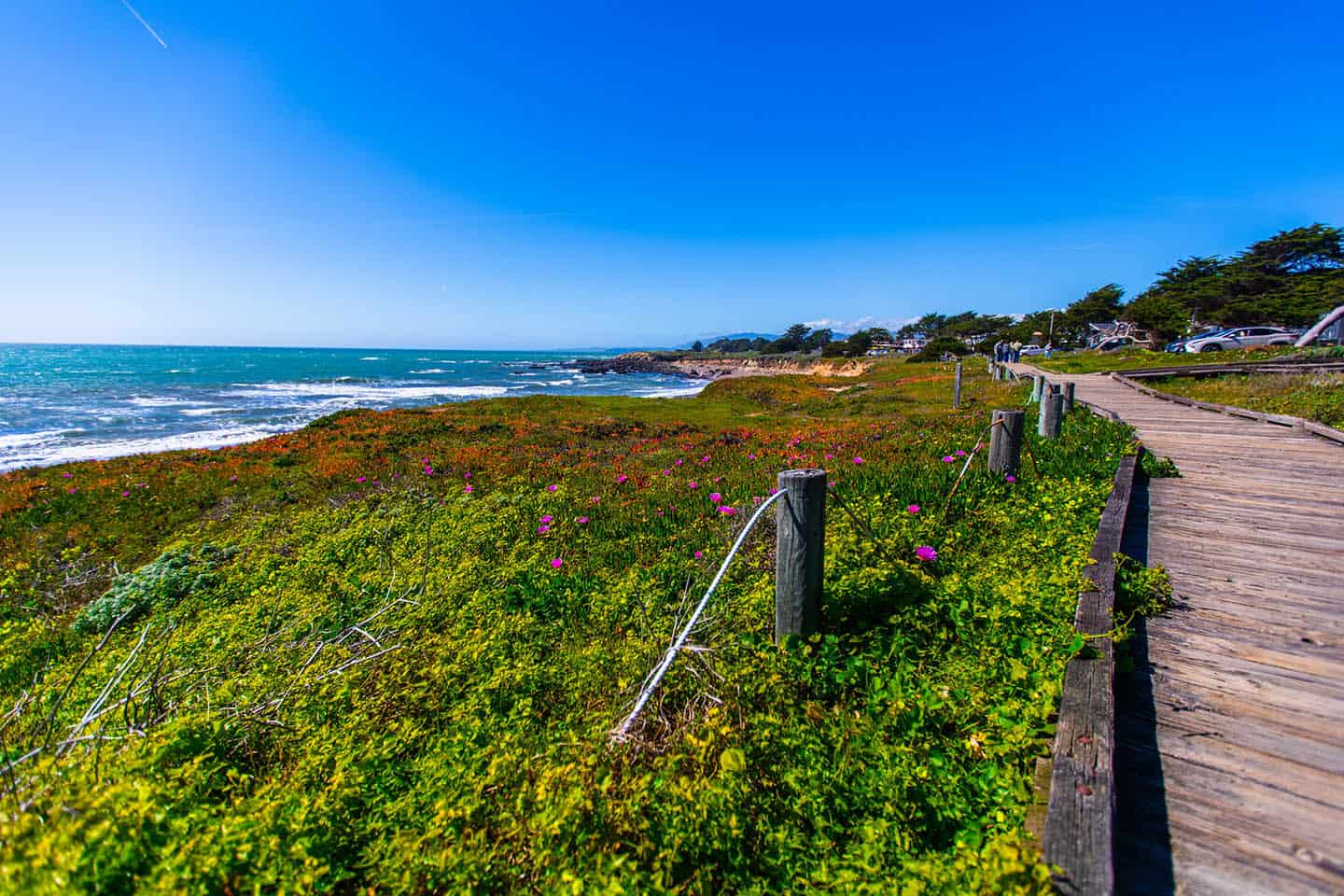 Moonstone Beach Boardwalk Wildflowers