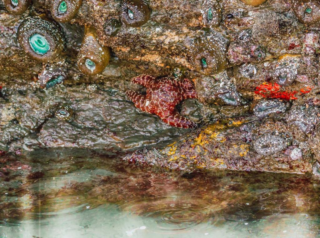 Tidepool Sea Life