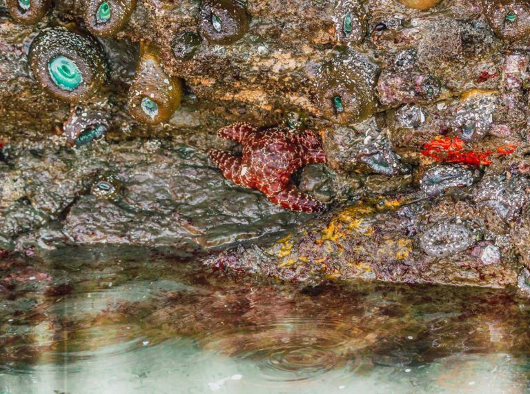Tidepool Sea Life