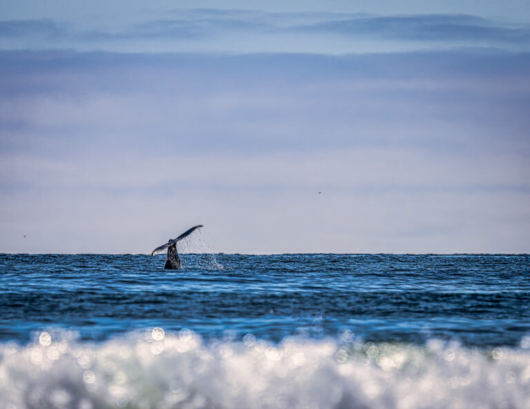 Links to Whale Watching on Highway 1: Your Guide to the Whale Trail