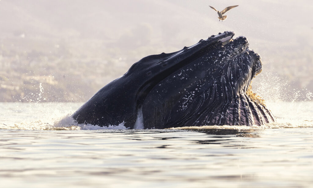 Whale Photo credit required to Vincent Shay Photography via Avila Beach Ocean Safaris