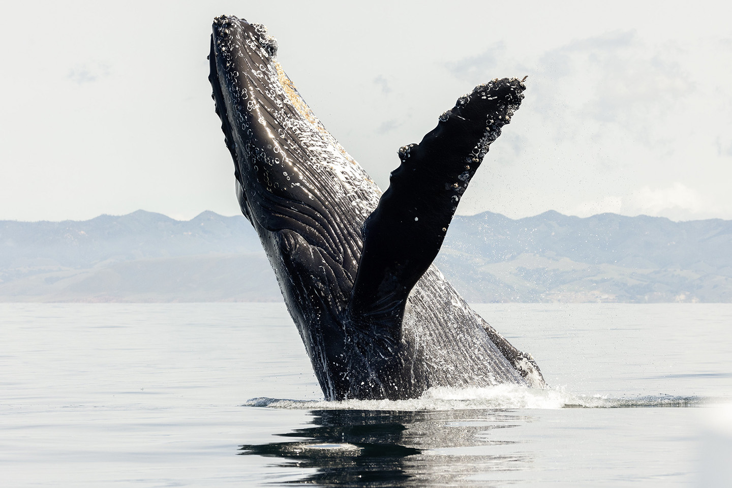 Whale watching