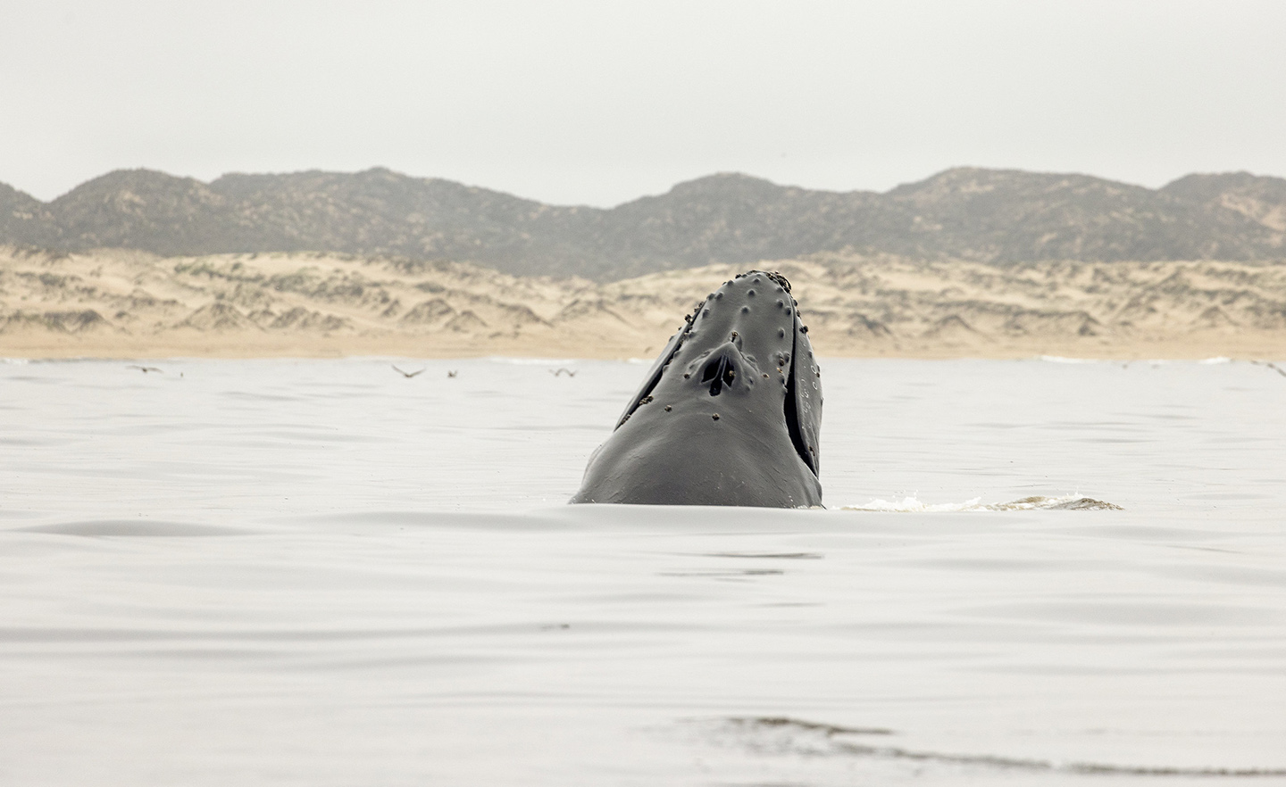 Whales