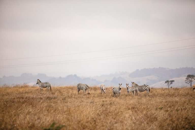 Links to Ten Amazing Wildlife Experiences to include on your next Highway 1 Road Trip
