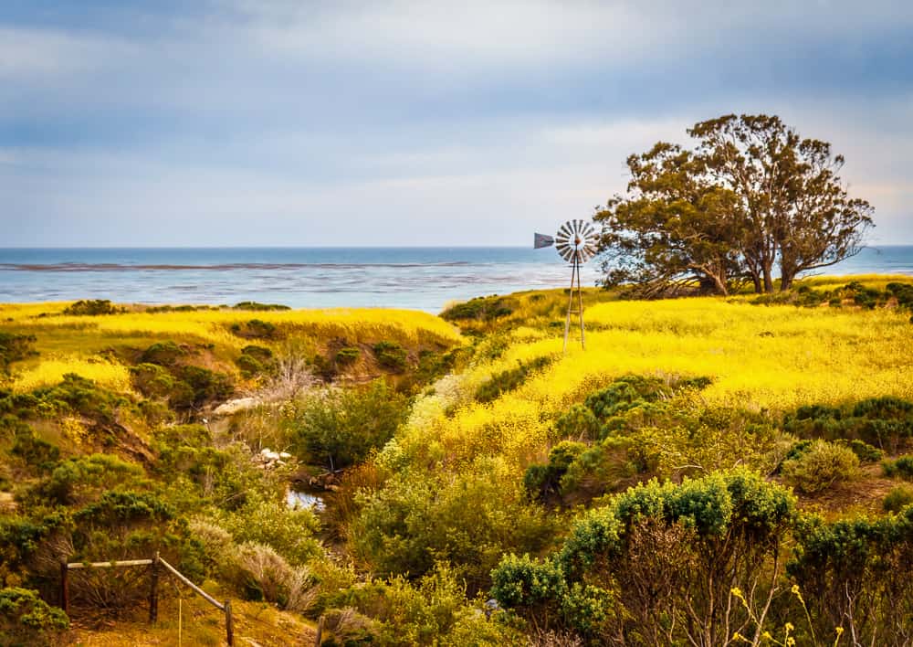 Cayucos Estero Bluffs