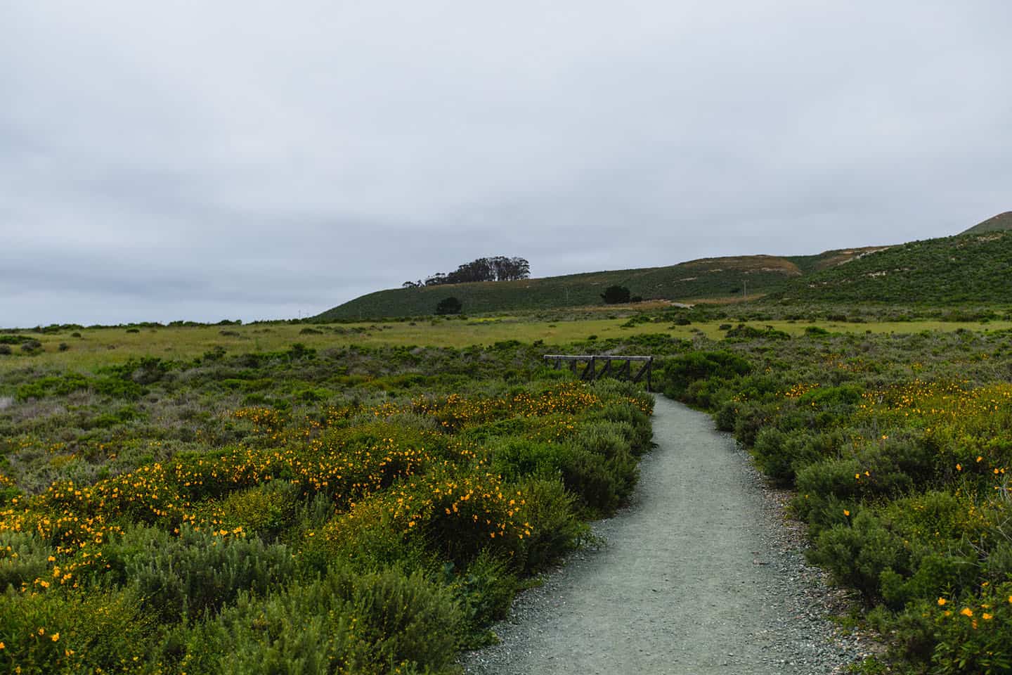 Montana de Oro Wildflowers on trail