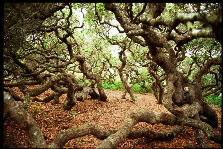 Elfin Forest