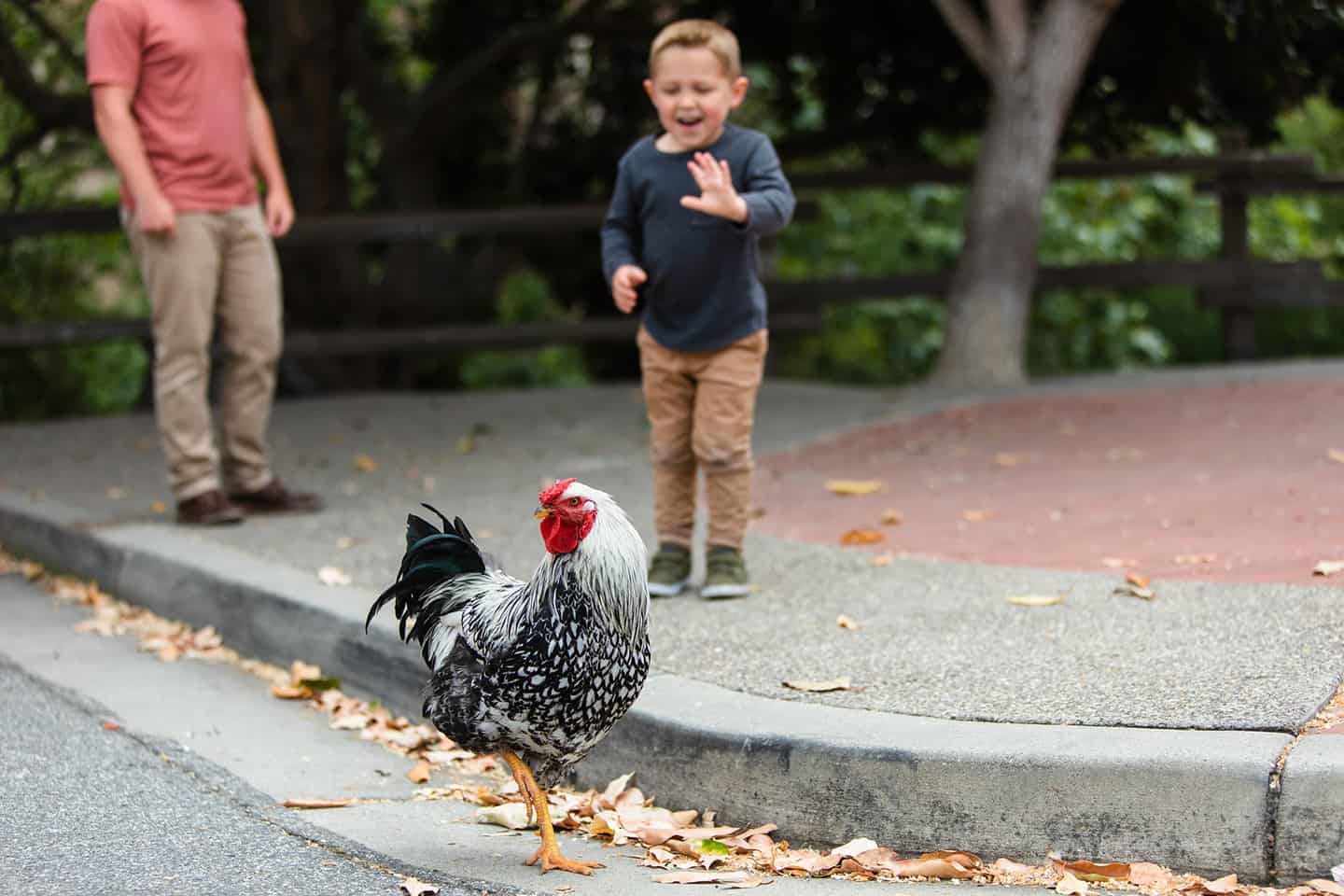 Arroyo Grande Village Rooster