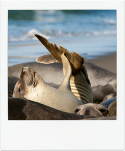 San Simeon