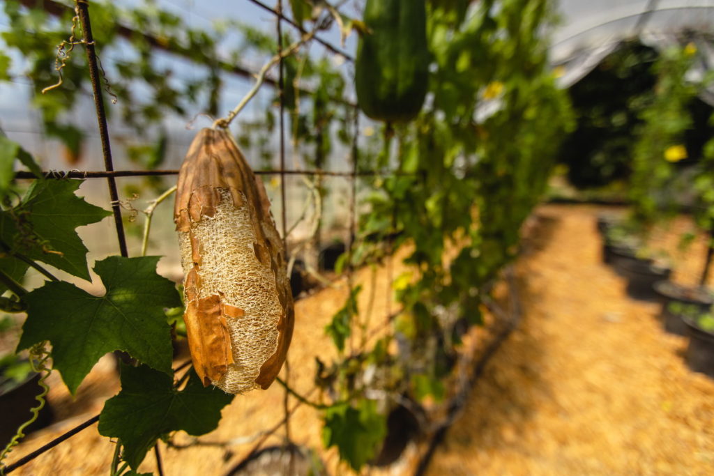 Luffa Farm in Nipomo, CA