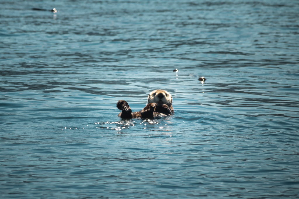 A sea otter on his back