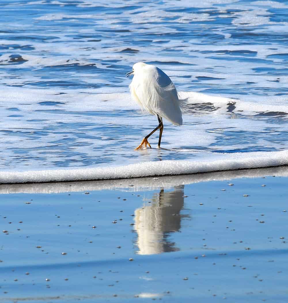 Crane in the ocean