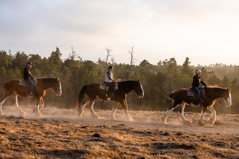 Covell's Clydesdales in Cambria, CA