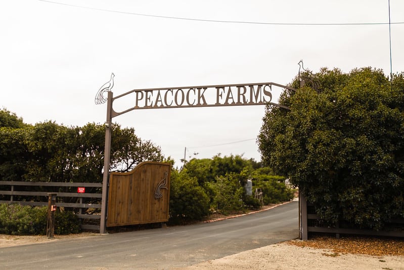 Peacock Farms