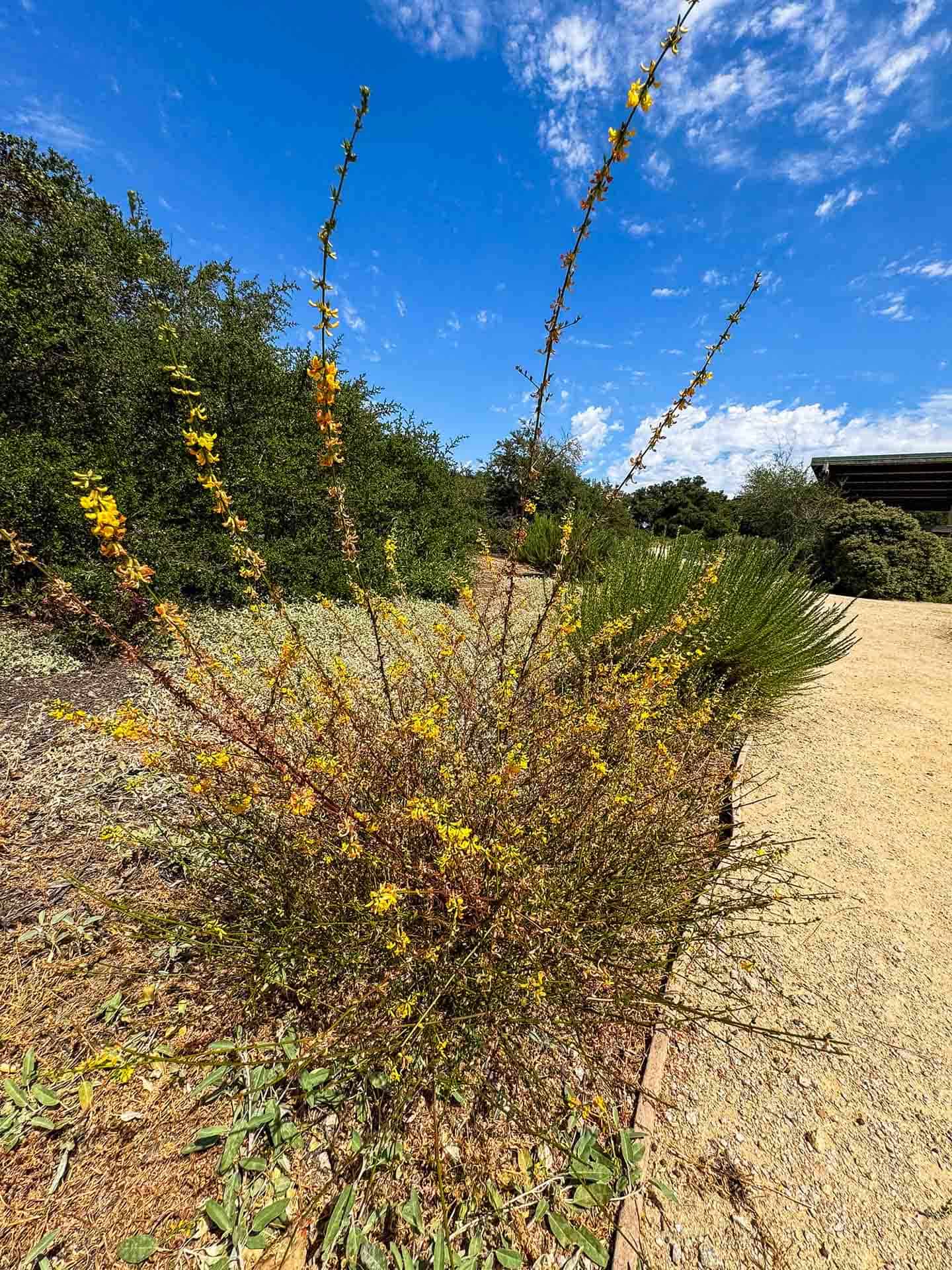 Nipomo Native Garden Plants