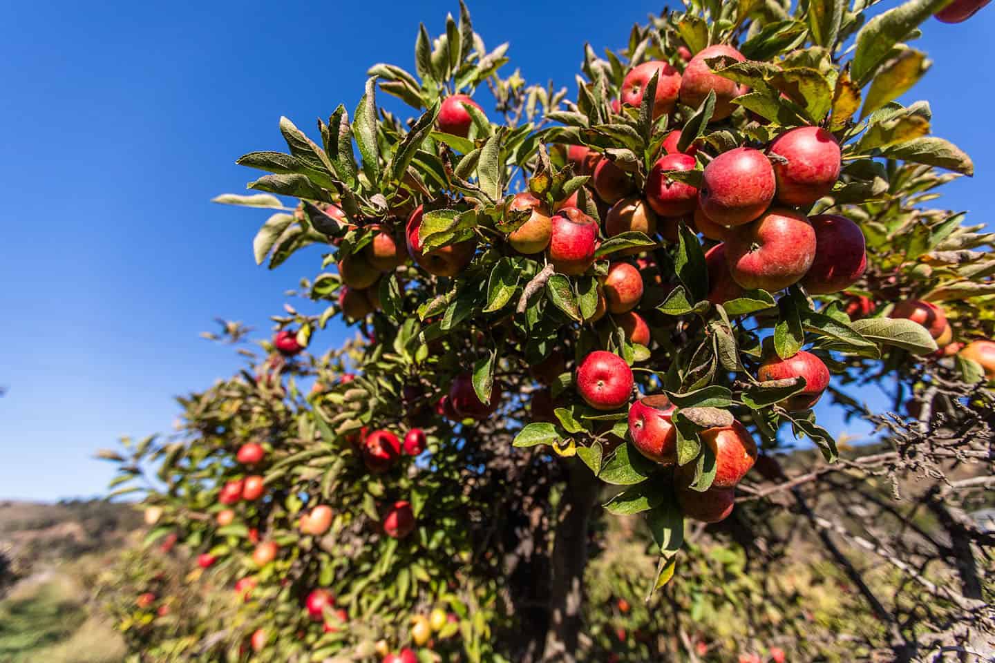 SLO Creek Farms Apples