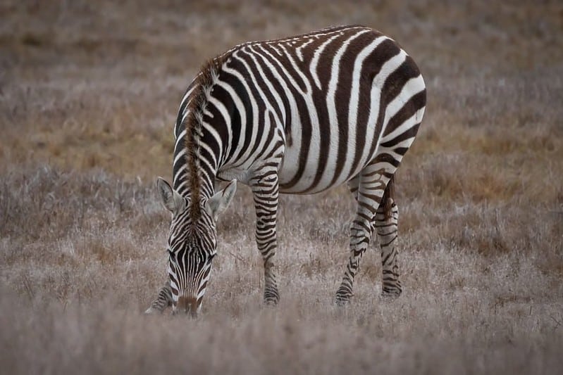 Hearst Castle zebras