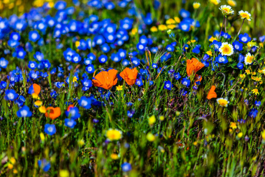 Carrizo Plain Wildflowers