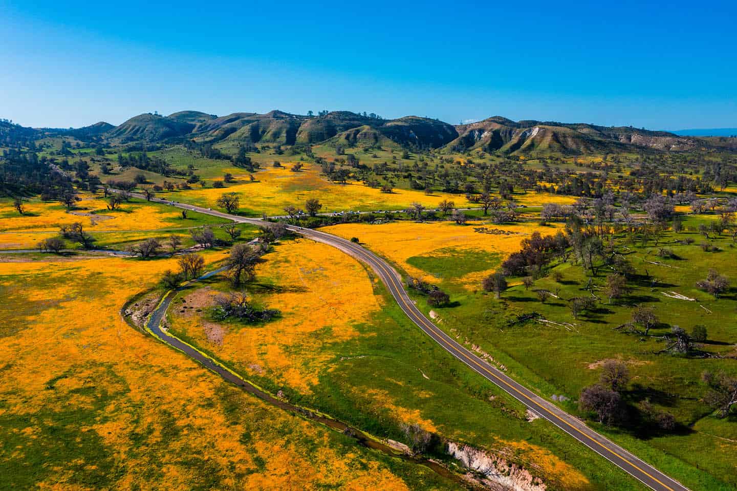 Carrizo Plains Wildflowers Shell Creek