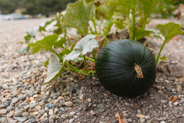 Pumpkin
