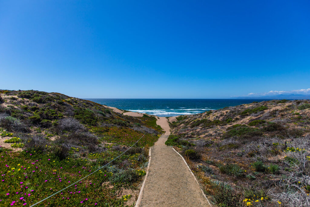 Wildflowers along SandSpit Beach Montana De Oro