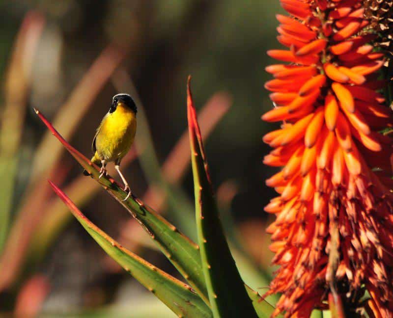 SLO Botanical Garden
