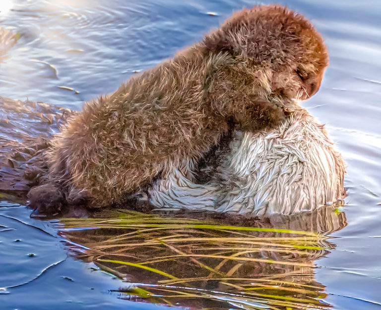 Sea Otters
