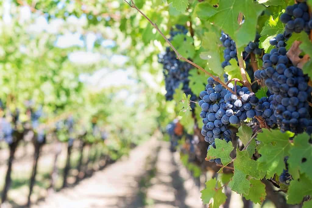 Vineyard Grapes