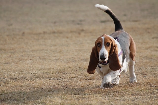 dog park