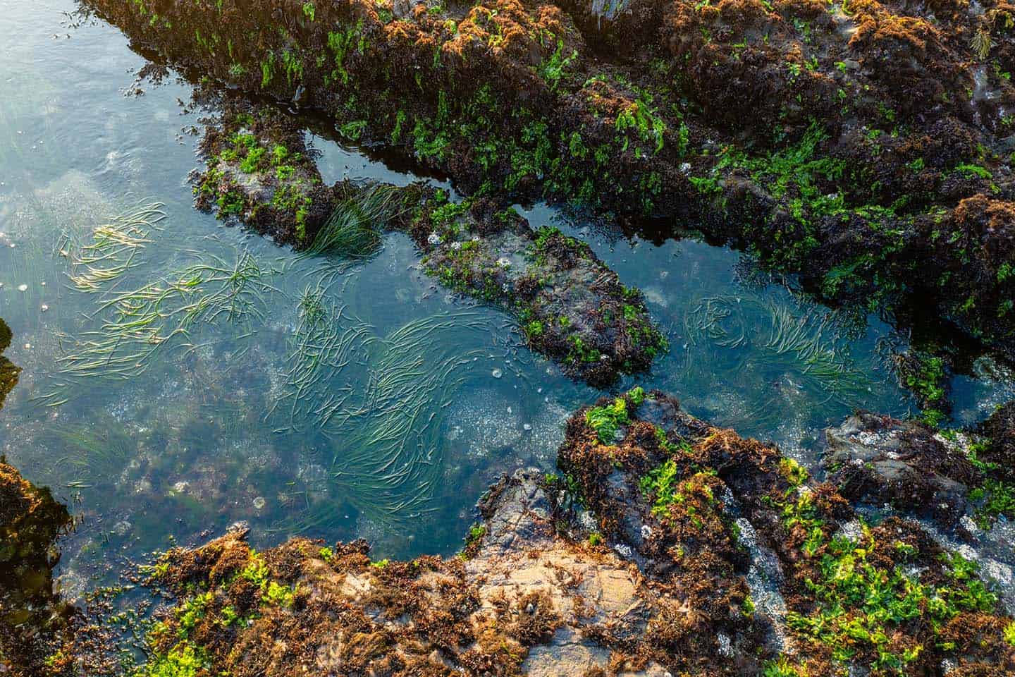 Tidepool