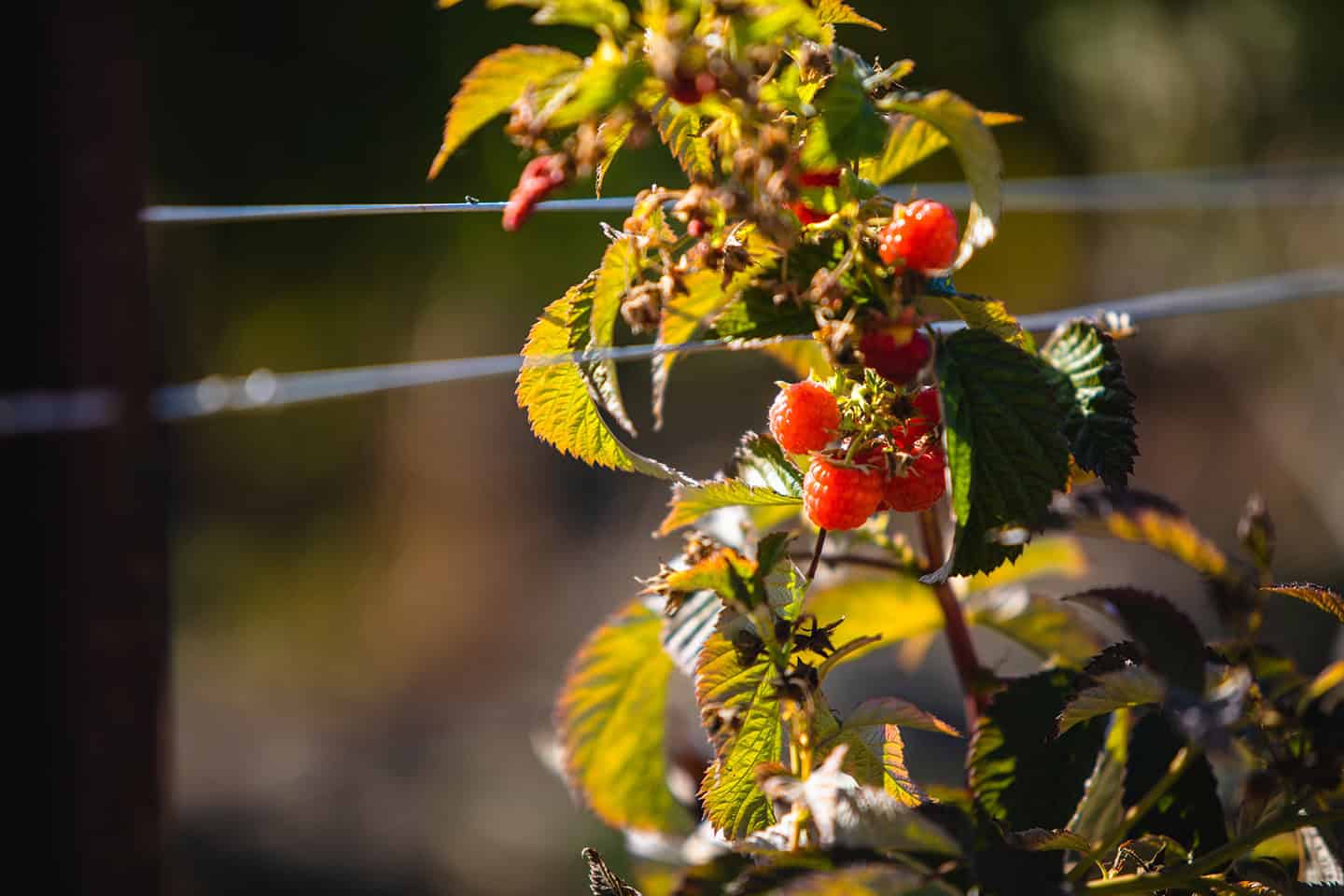 Raspberries Farm Edna Valley AG