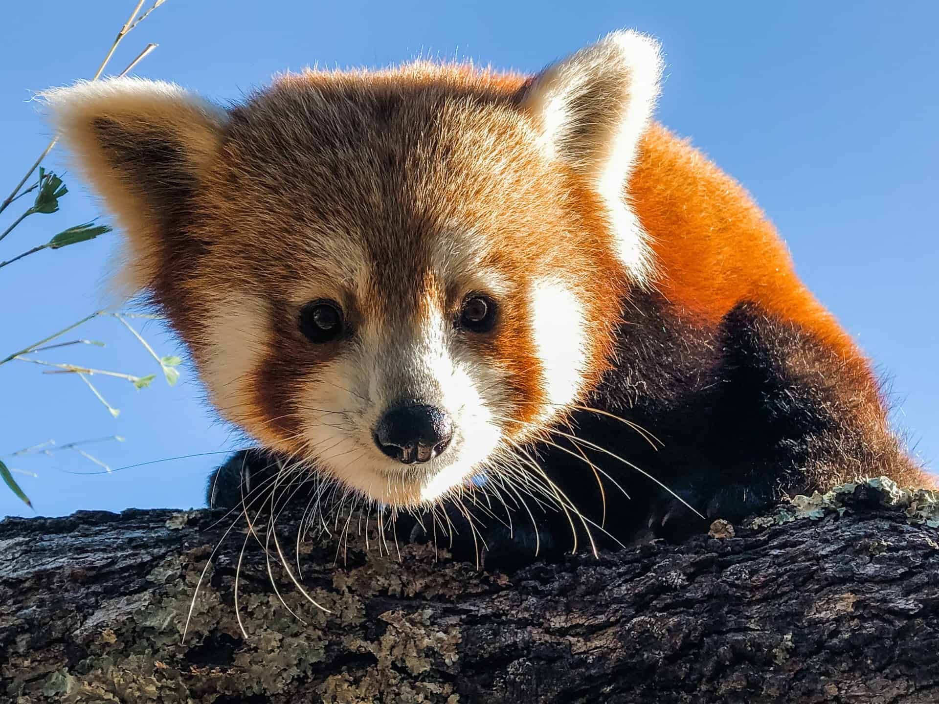 Charles Paddock Zoo