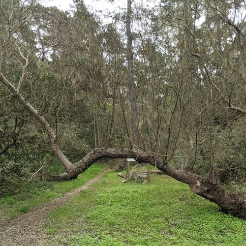 Fern Canyon Cambria