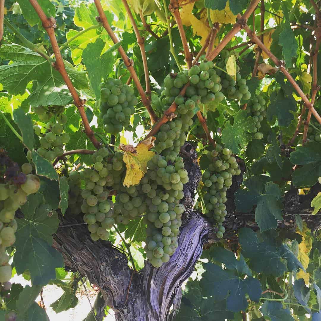 Giornata wines