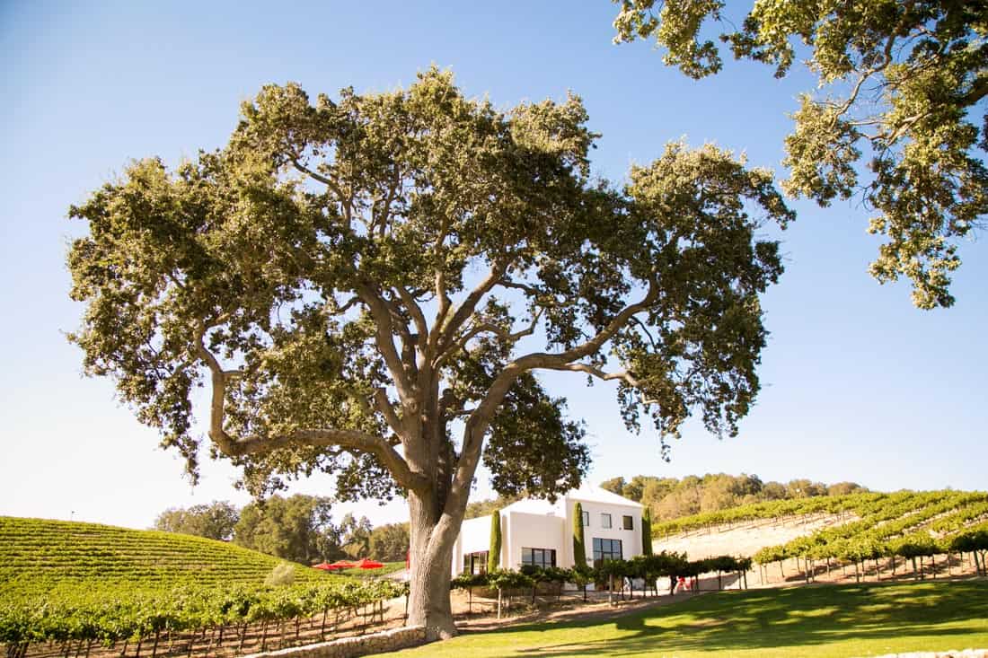 HammerSky Vineyards