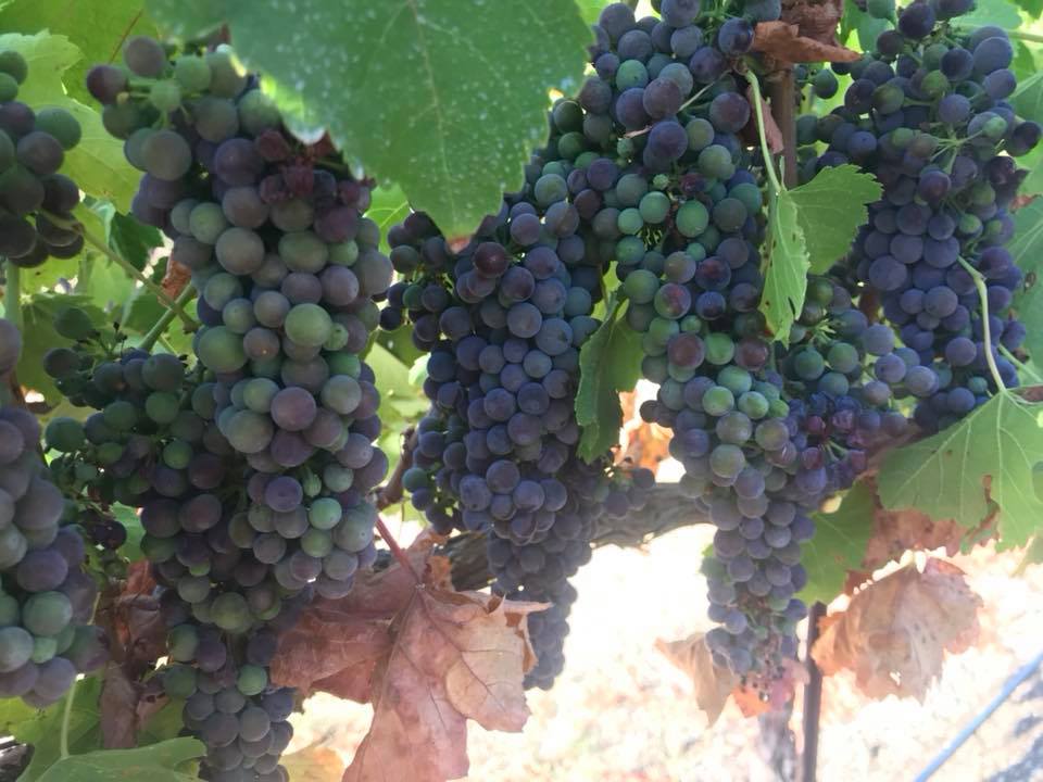 Hidden Oak Winery