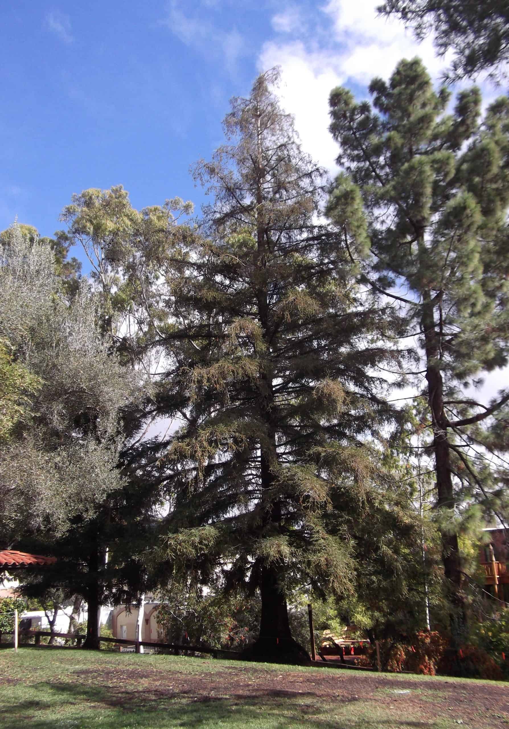 Moon Tree