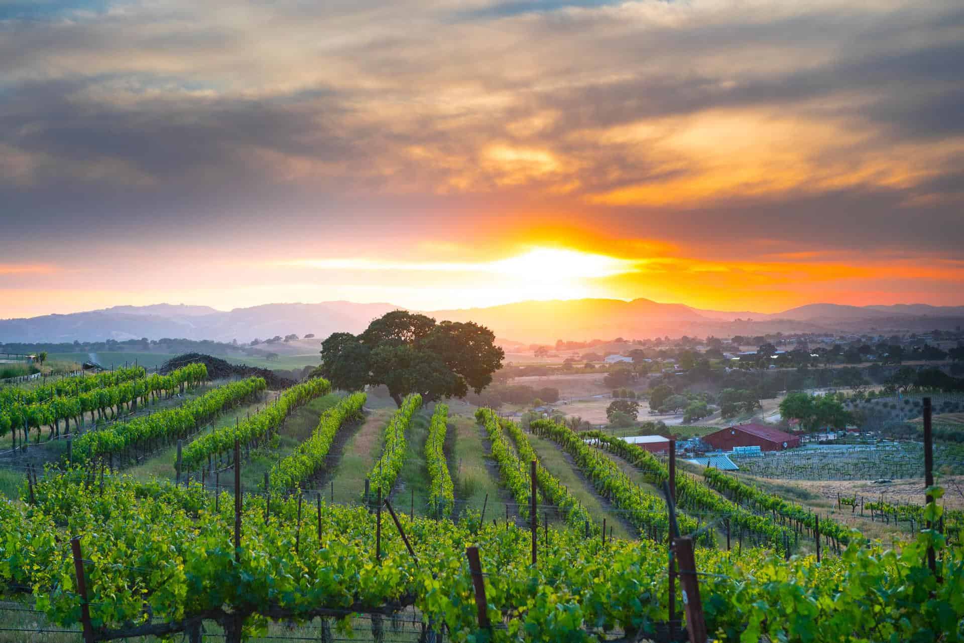 Penman Springs Vineyard